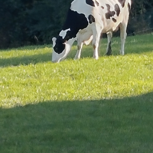 990