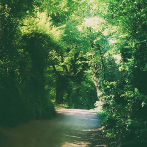 Waldweg-im-Aachener-Wald-Nordrhein-Westfalen-Deutschland